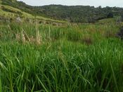 reed sweet grass Waiwera.jpg