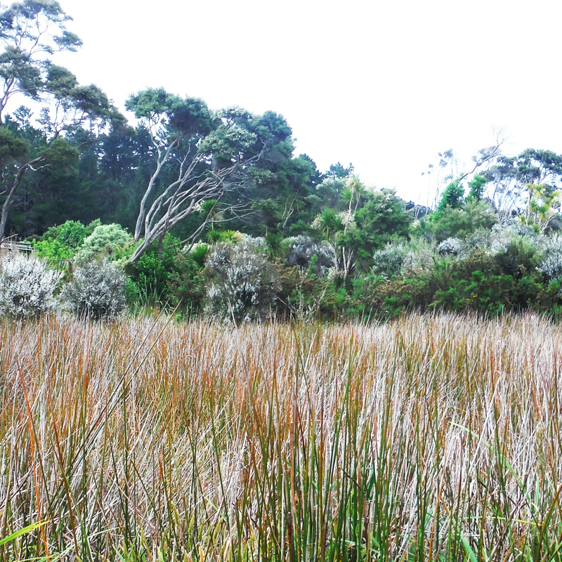 image of soil improvement