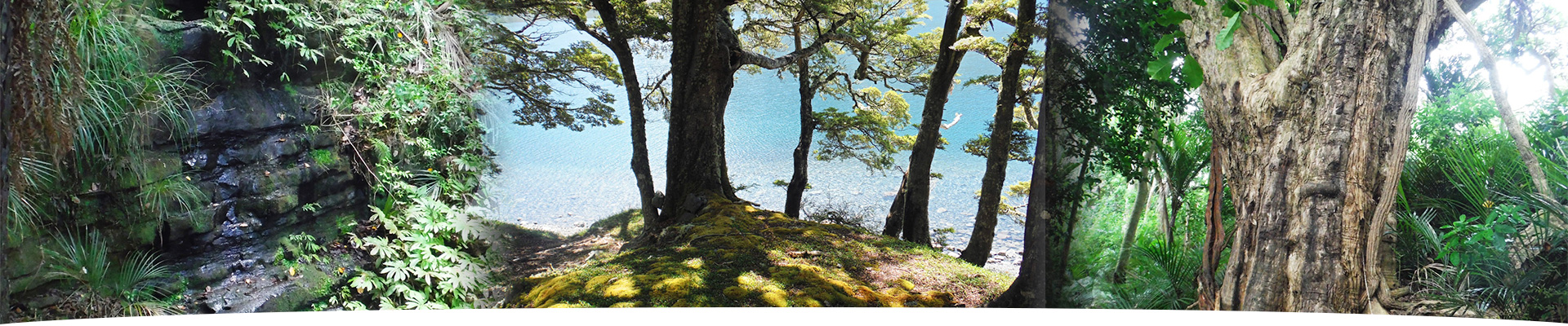 Untitled Banner